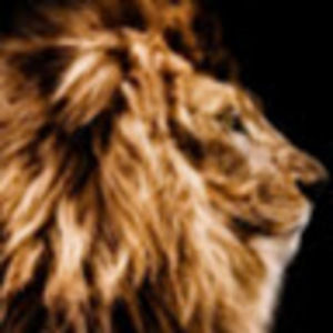 Meet your Posher, Joyce